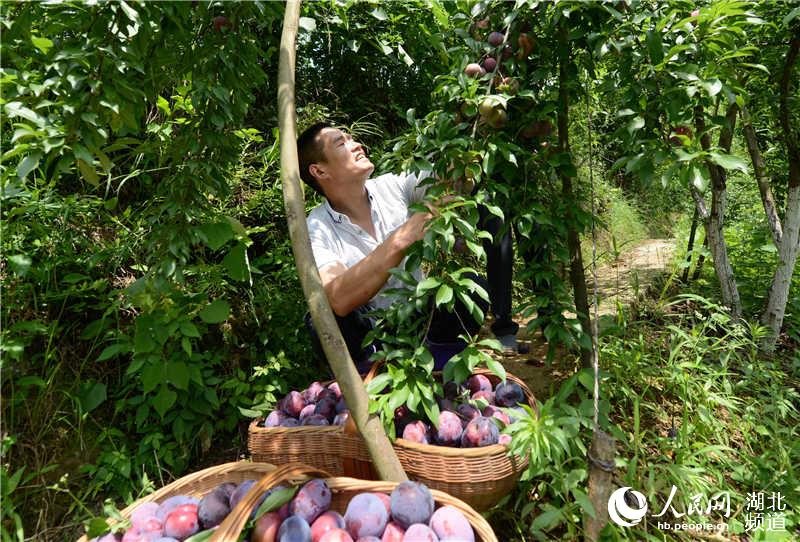 湖北保康：李子成熟上市