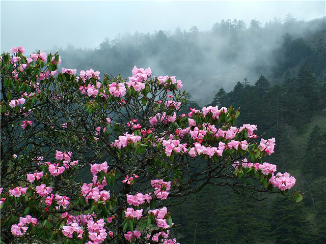 【湖北】湖北神農架舉辦萬畝高山杜鵑花攝影大賽