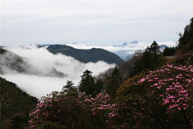 【湖北】湖北神農架舉辦萬畝高山杜鵑花攝影大賽