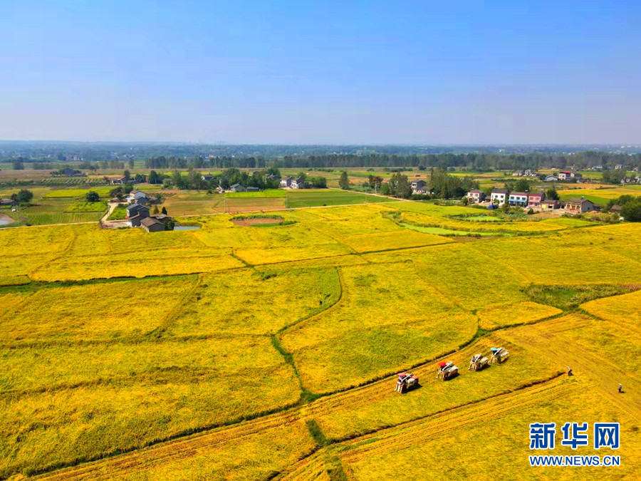 荊楚大地迎豐收 色彩斑斕如畫卷