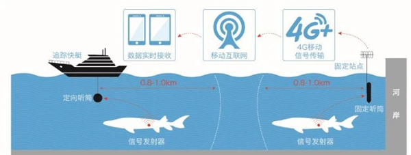 【湖北原創】歷時半月 宜昌放流中華鱘抵達長江入海口