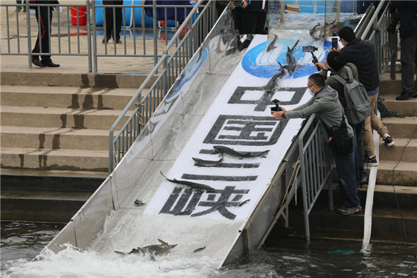 【湖北原創】歷時半月 宜昌放流中華鱘抵達長江入海口