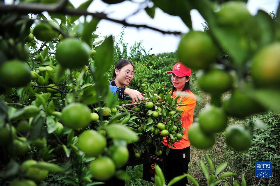 湖北宜昌：小柑橘大産業助農增收