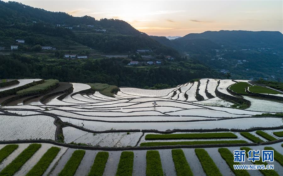 湖北秭歸：初夏時節插秧忙