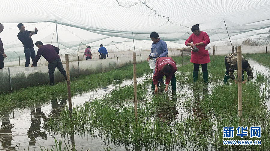 湖北孝南：秋冬可賞蓮 農旅融合呈現新氣象