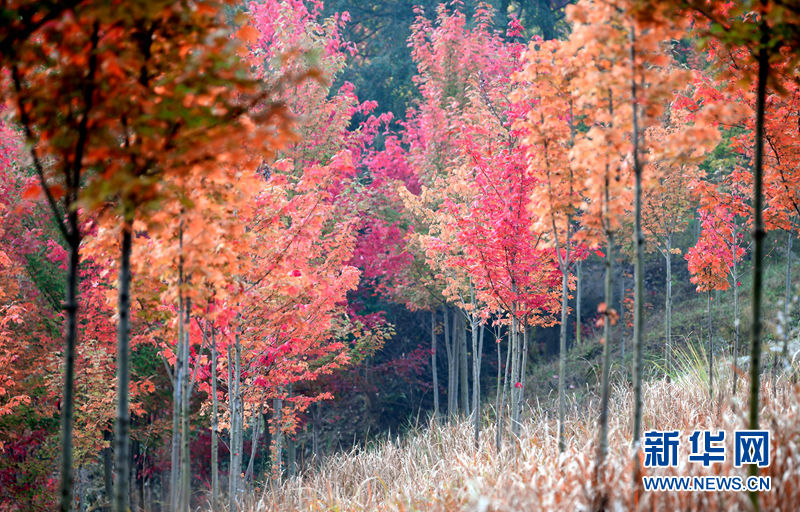 湖北南漳：深秋楓紅舞旗山