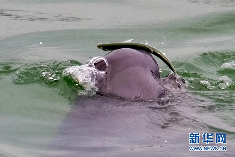 湖北宜昌：水闊江豚躍 鴛鴦比翼飛