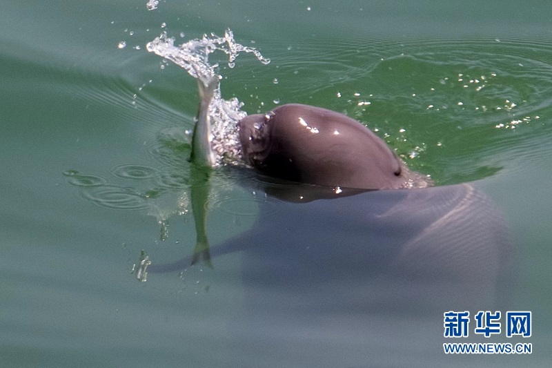 湖北宜昌：水闊江豚躍 鴛鴦比翼飛