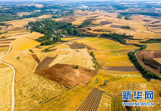 初夏十堰 金色麥浪惹人醉