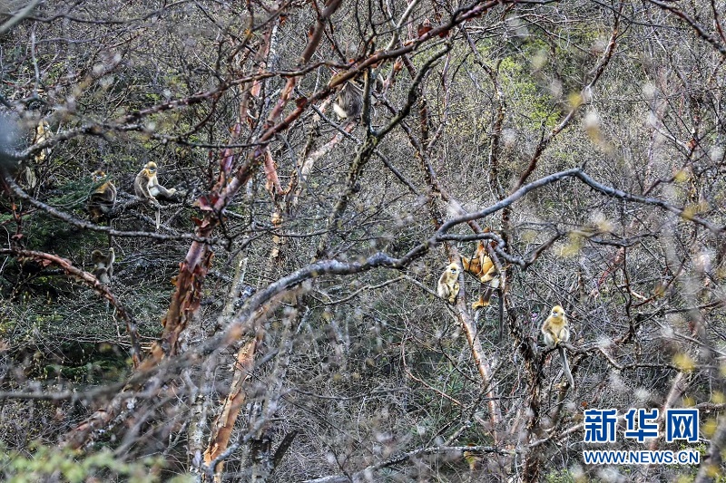 群山綿延 走進“華中秘境”小神農架