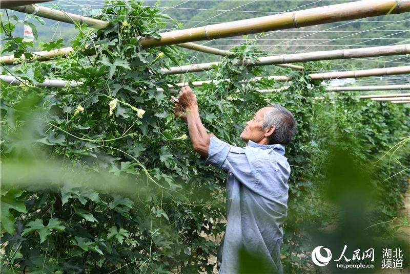 湖北保康：仲夏農事忙