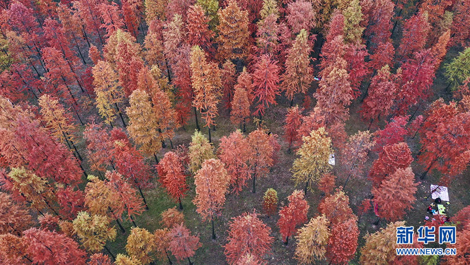 【“飛閱”中國】醉美紅杉 冬日如畫