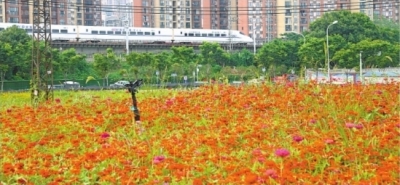 閒置空地變“花海田園” 鐵路沿線10萬餘畝鮮花綻放