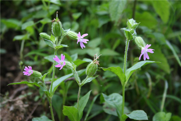 【B】神農架國家公園發現瀕危植物神農蠅子草