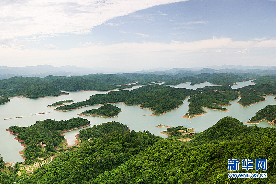 中華秋沙鴨連續11年打卡當陽青龍湖國家濕地公園