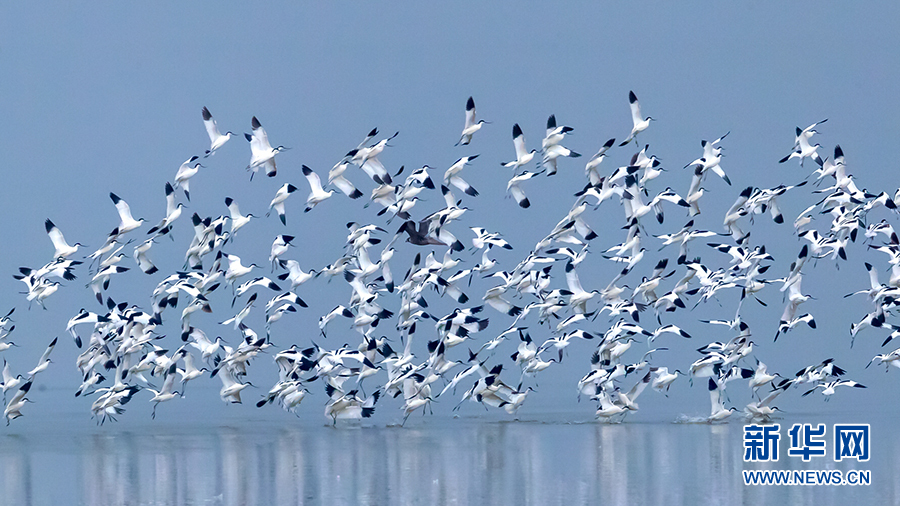 武漢沉湖濕地越冬鳥類突破5萬隻 卷羽鵜鶘、大紅鸛現身