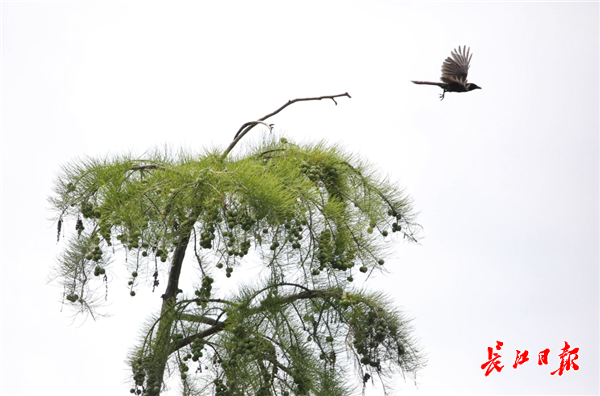 10萬隻鷺鳥漲渡湖濕地度夏