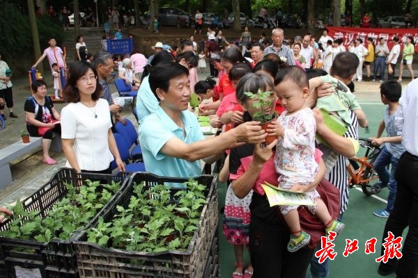 武漢植物園3000盆菊苗免費送