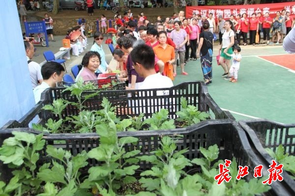 武漢植物園3000盆菊苗免費送