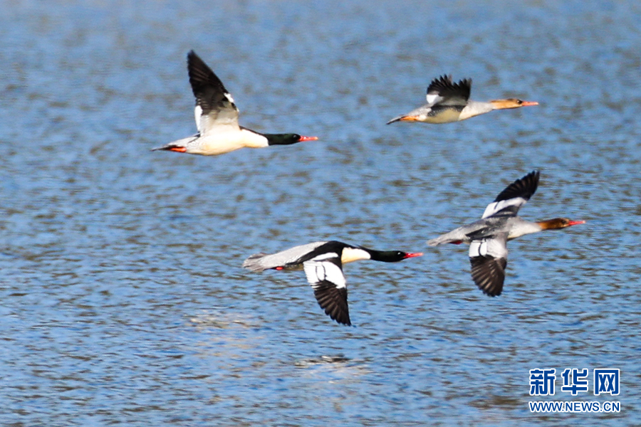 中華秋沙鴨連續11年打卡當陽青龍湖國家濕地公園