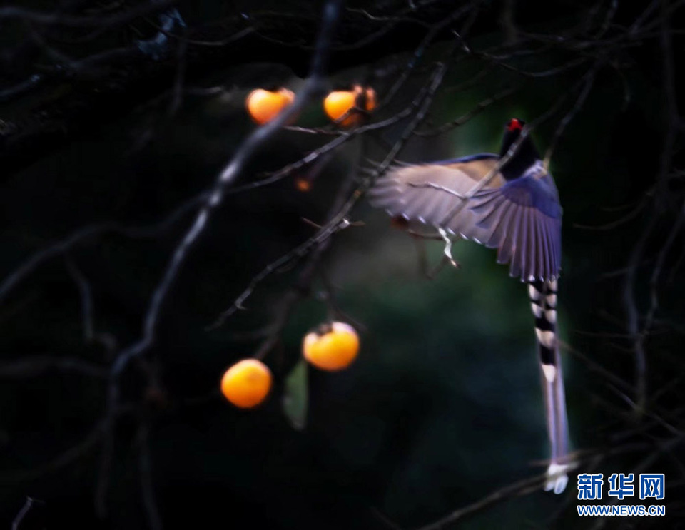 武陵山冬日鳥兒啄食圖