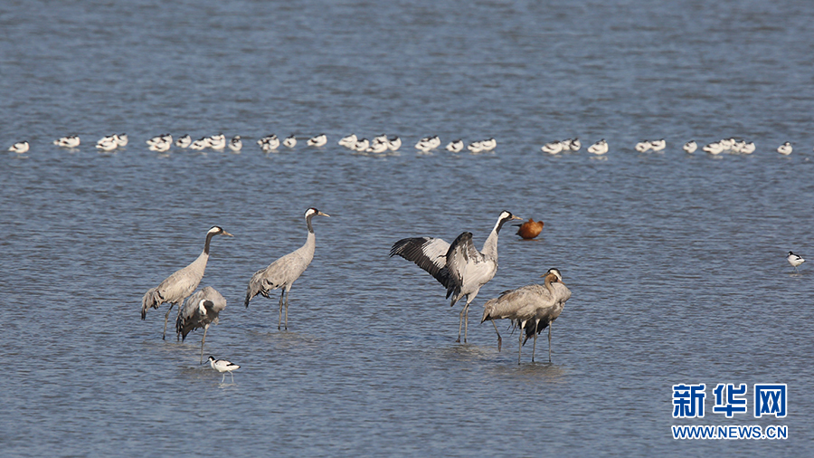 武漢沉湖濕地越冬鳥類突破5萬隻 卷羽鵜鶘、大紅鸛現身