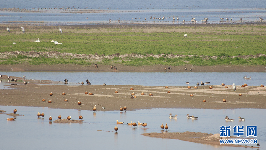 武漢沉湖濕地越冬鳥類突破5萬隻 卷羽鵜鶘、大紅鸛現身