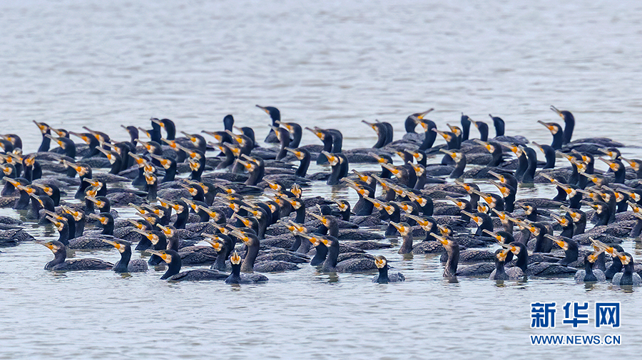 武漢沉湖濕地越冬鳥類突破5萬隻 卷羽鵜鶘、大紅鸛現身