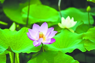 漢陽江灘荷花悄然吐芬芳