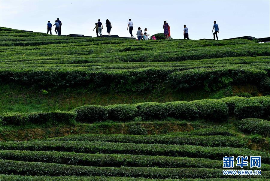 湖北恩施：山區茶園引遊客