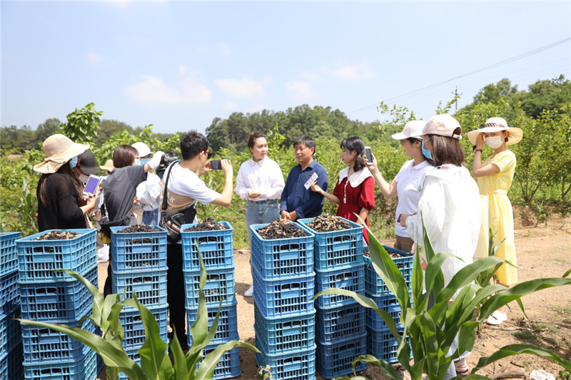 急【B 有修改】荊門市網絡媒體“荊採行”走進京山探訪特色産業助力脫貧