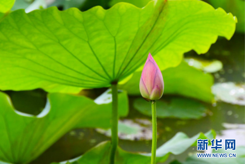 武漢：荷花漸次開 美景入畫來