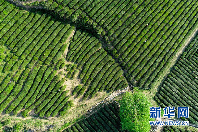 航拍霧雲山茶園 片片翠綠惹人醉