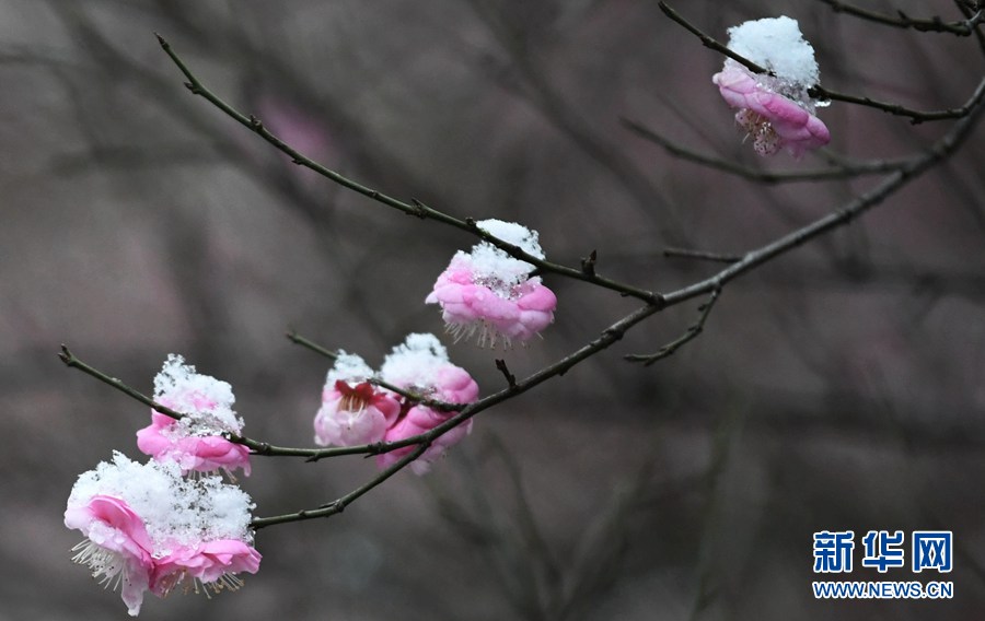 湖北保康：雪後梅花美如畫