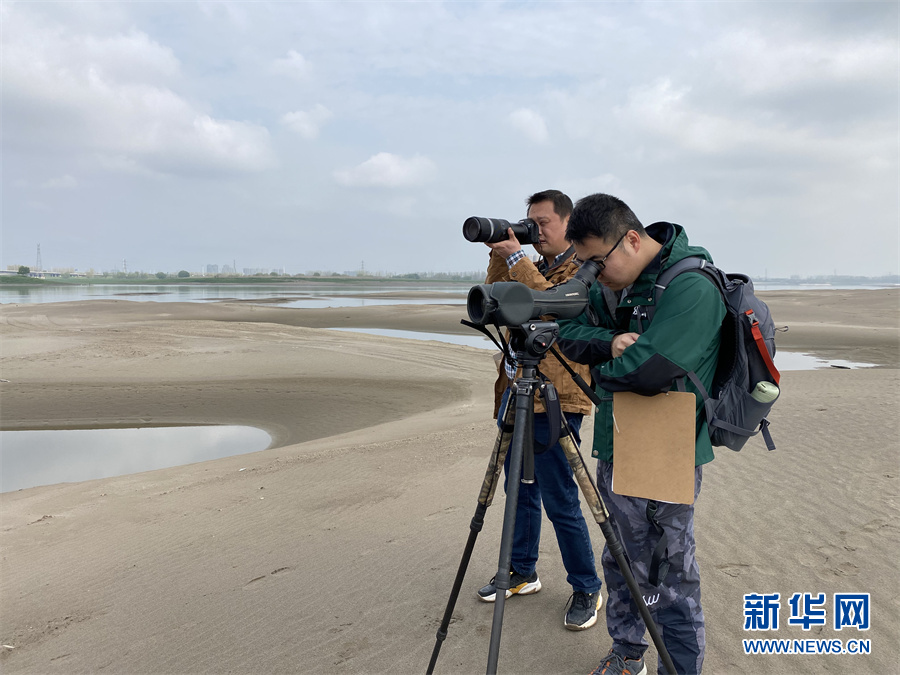 武漢天興洲生物多樣性調查報告出爐 洲灘鳥類資源尤為豐富