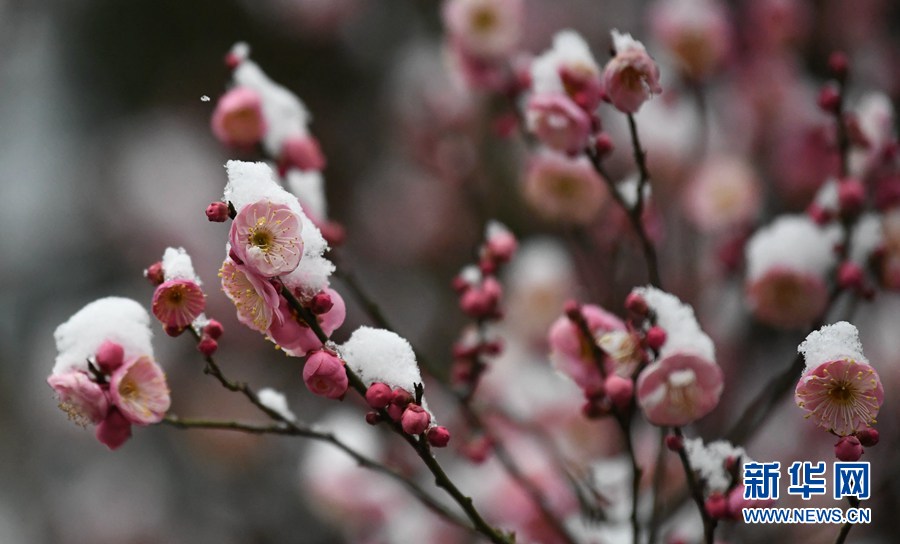 湖北保康：雪後梅花美如畫