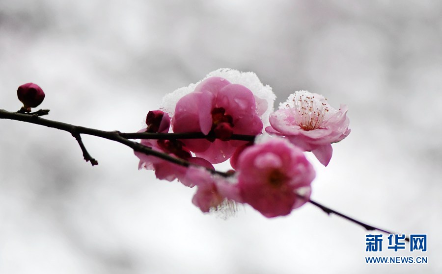 湖北保康：雪後梅花美如畫