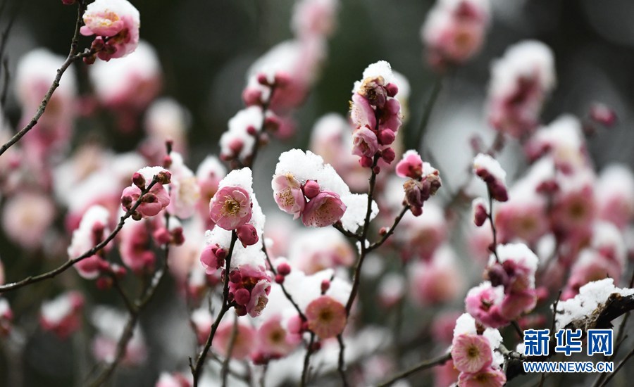 湖北保康：雪後梅花美如畫