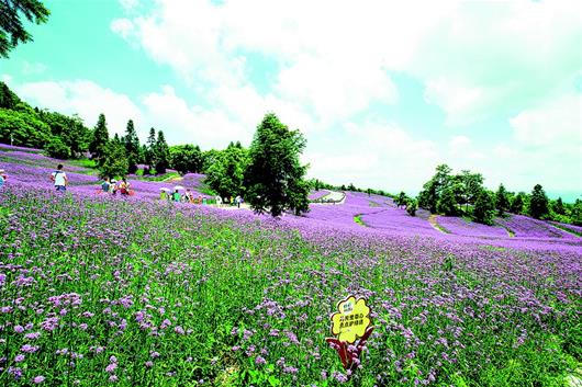 野三關上觀花海迎來避暑遊客