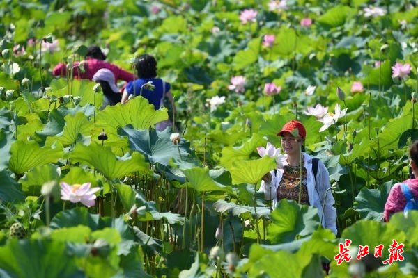 牧童遙指美麗鄉村 | 圖集