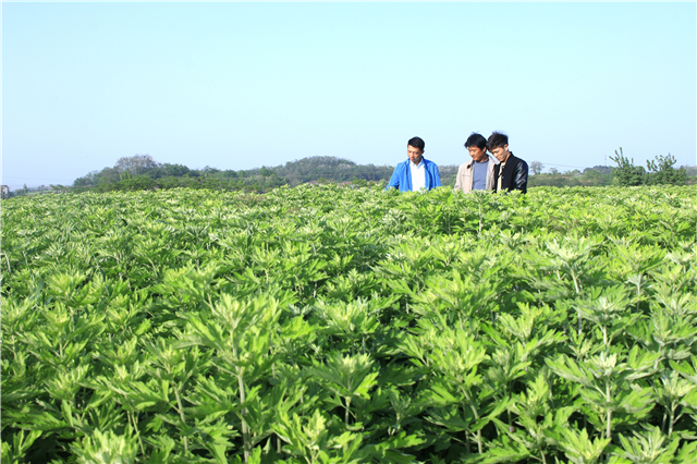 【湖北】【客戶稿件】強村富民興大業——黃岡市蘄春縣管窯鎮蘄艾“村長工程”三年實踐觀察