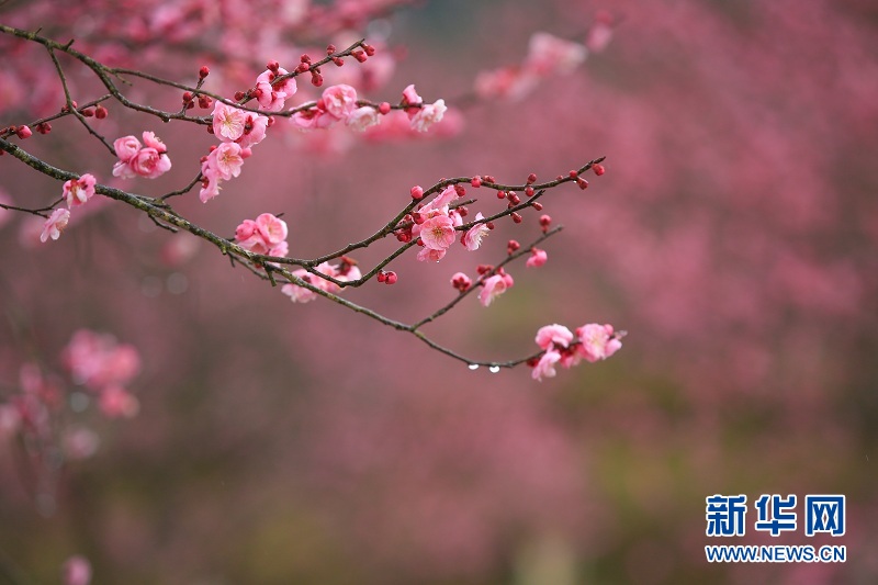 湖北來鳳：“梅”遇好春光 助力振興夢