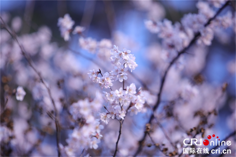 【與春天撞個滿懷 打卡最美春景】荊門東寶：醉美山櫻 只此爛漫_fororder_圖片5