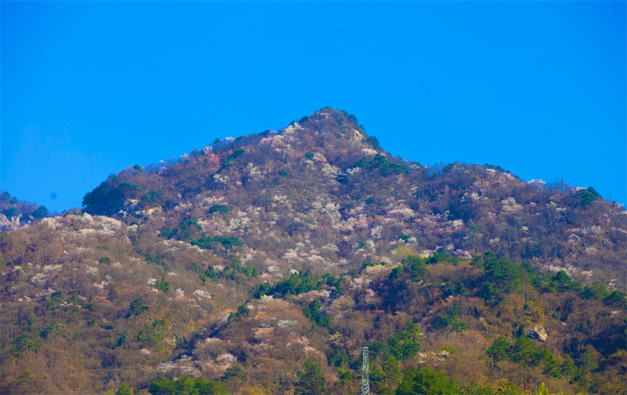 【與春天撞個滿懷 打卡最美春景】龜峰山景區櫻花谷野櫻迎春綻放_fororder_圖片7