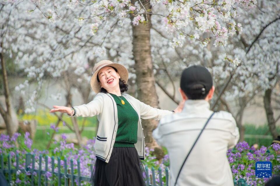 武漢：櫻花繽紛遊人醉