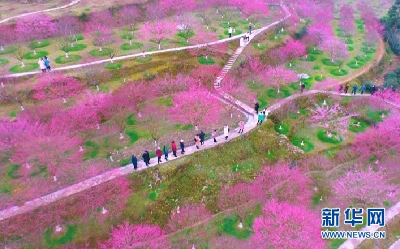 湖北來鳳：“梅”遇好春光 助力振興夢