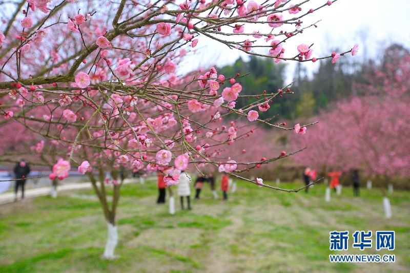 湖北來鳳：“梅”遇好春光 助力振興夢