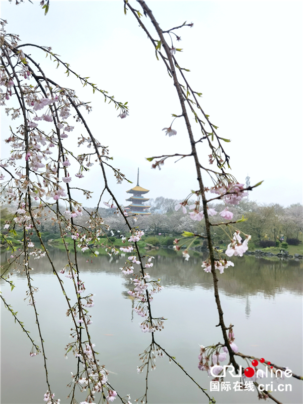 【與春天撞個滿懷 打卡最美春景】武漢東湖櫻園：_fororder_3