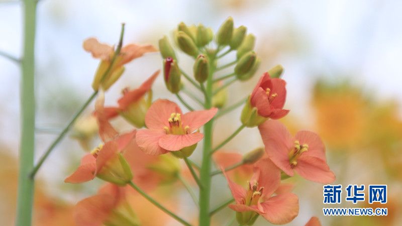 湖北南漳：五彩油菜花海仿佛油畫世界