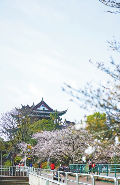 百花接力 武漢春天再迎似錦繁花